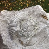 Perisphinctes sp.